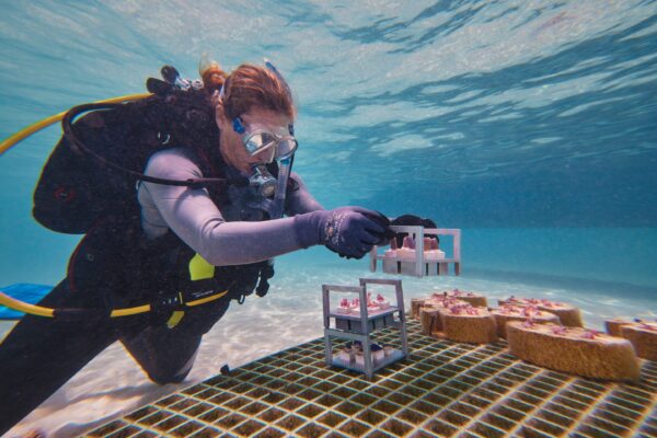 Coral Maker diver installing coral restoration structures underwater